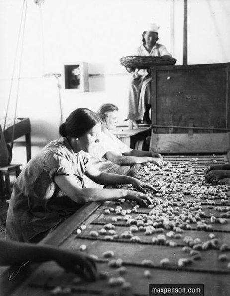 1935 Ташкент Шелговодство
