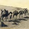 1900 Turkmenistan Karawan 1900
