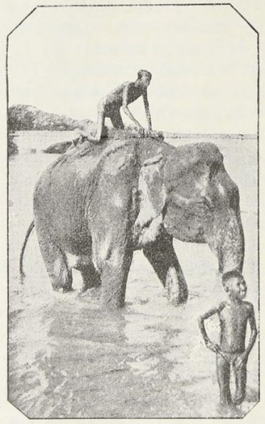 1909 Kabul Logofet Elefant Taking Bath