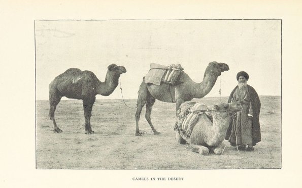 1910 Туркменистан Верблюды в Пустныне