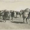 1924 Вавилов Николай Иванович Экспедиция Инст Опт Агр Караван с шерстью на пути из Герата, Белуджистан 1