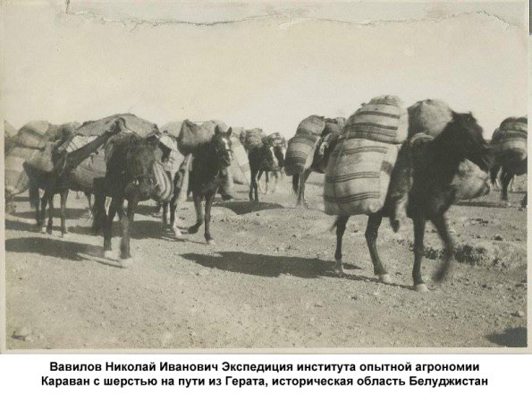 1924 Вавилов Николай Иванович Экспедиция института опытной агрономии  Белуджистан 1