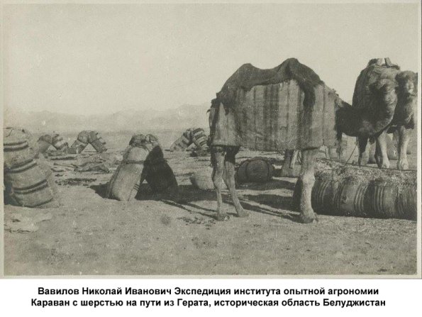 1924 Вавилов Николай Иванович Экспедиция института опытной агрономии  Белуджистан 2