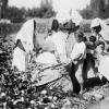 1927 Средняя Азия Дети на Уборке Хлопка