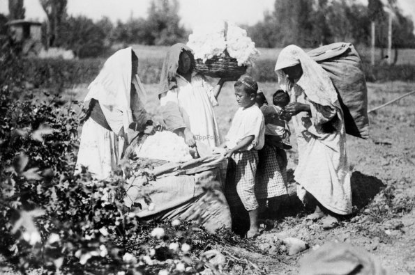 1927 Средняя Азия Дети на Уборке Хлопка