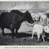 1930 Keng-Shevar Kirgiz Boy