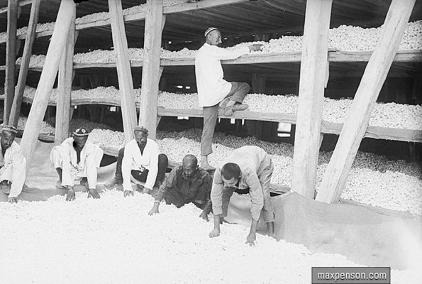 1935 Предпл Узбекистан Урожай Коконо Тутового Шелкопряда