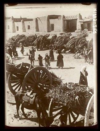 1936 Turtkul Sugar Canes Sales
