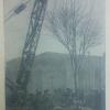 1955 Ташкент Посадка Взрослого Караагача у Театра Навои