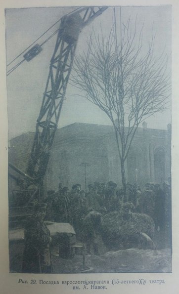 1955 Ташкент Посадка Взрослого Караагача у Театра Навои