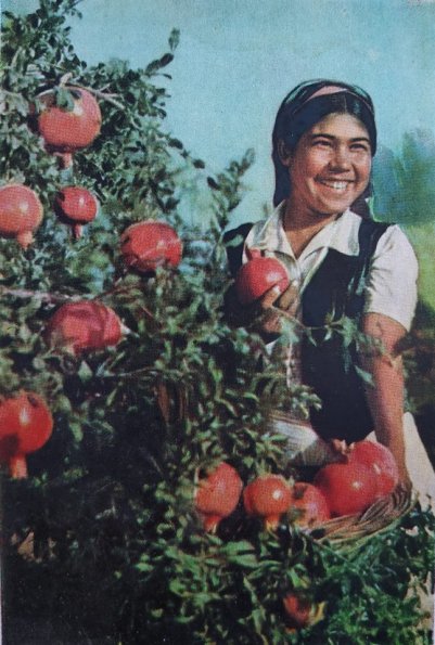 1957 Узбекистан колхоз им Маркса Ходжииабадского Района Сбор Гранат