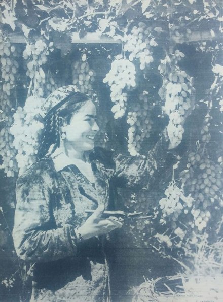 1960 Uzbekistan Grapes