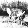 1961 Badhyz Giena