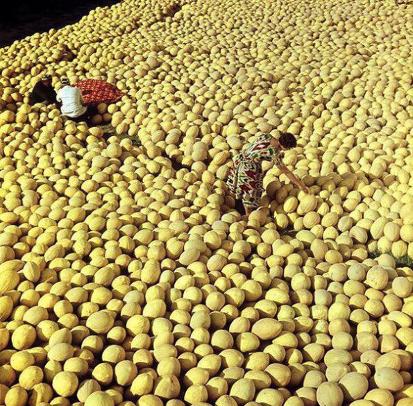 1966 Uzbekistan Melons