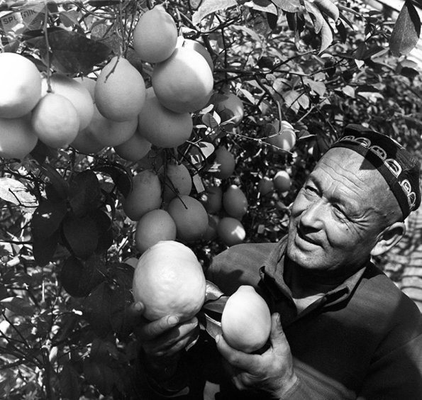 1970 Предпл Узбекистан Колхоз Кзыл Узбекистан Агроном З Фахрутдинов Собирает Лимоны